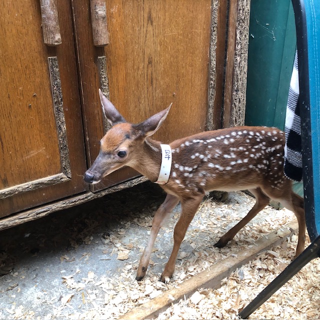 “Little Bit," found in the forest a few weeks ago alone, injured, and weak a few weeks ago. is now is doing wonderfully at a Yancey County deer rescue. 